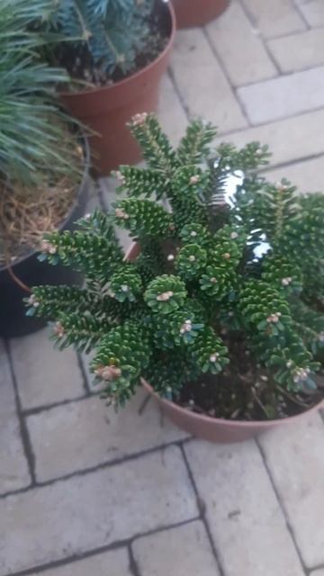 ❤🌲Пихта корейская Оберон 
✔Продажа растений в телеграм канале: 
https://t.me/love_is_hvoiny_dvorik
🚛