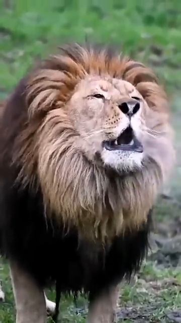 РЫК ЛЬВА!