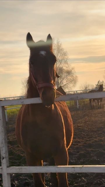 ПИФ сказал пора домой #лошади #конюшня #жизньзагородом