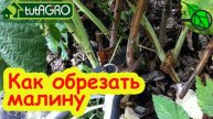 ХИТРОСТЬ ОБРЕЗКИ МАЛИНЫ: не торопитесь обрезать малину - сперва посмотрите это видео!