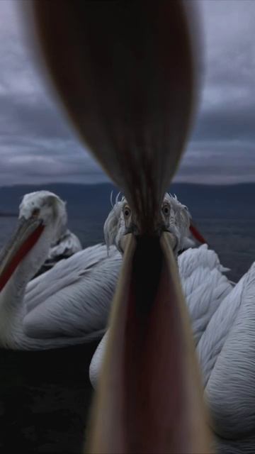 Пеликаны! 💫🧐