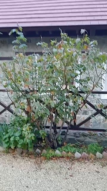 Тропарь святому Иоанну Златоусту, 26 ноября