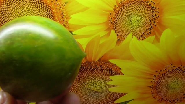 Томат Лунный камень. №905. Обзор и дегустация 2022 г.