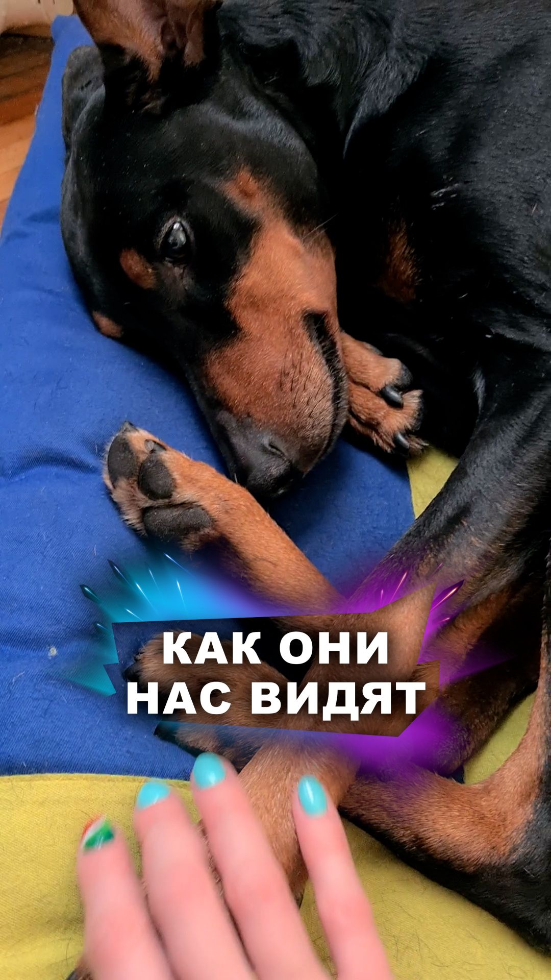 У собак особое зрение #животные