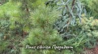 Pinus sibirica Президент