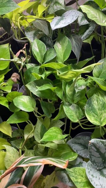 Эпипремнум инструкция по применению💚