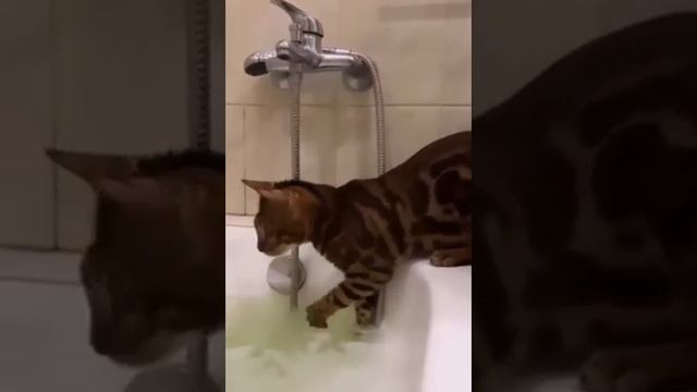 ЗВЕРСКИЙ СТЕНДАП | Концерт для самого смешного хозяина