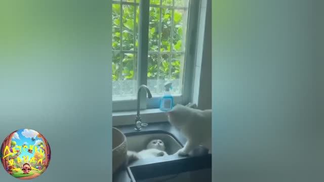 Коты купаются, котокарусель! Смешная подборка! #17