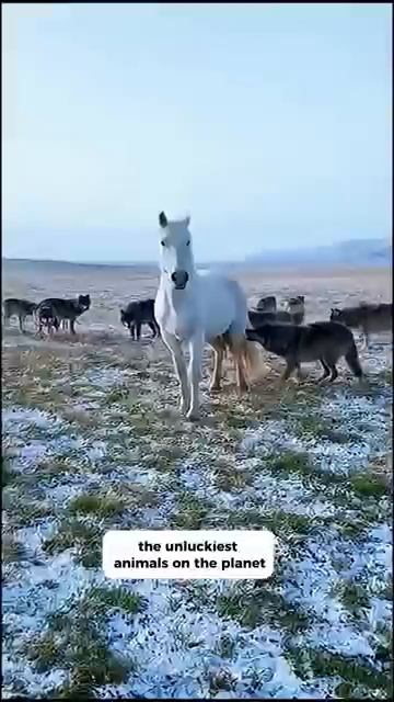 the unluckiest animals on the planet funny rescueefforts funnyvideos guarddog [get.gt]