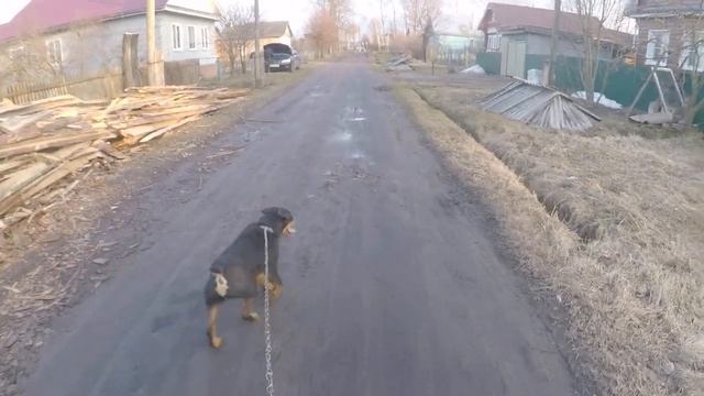 НЕМЕЦКИЙ ЯГДТЕРЬЕР - РЭЙ