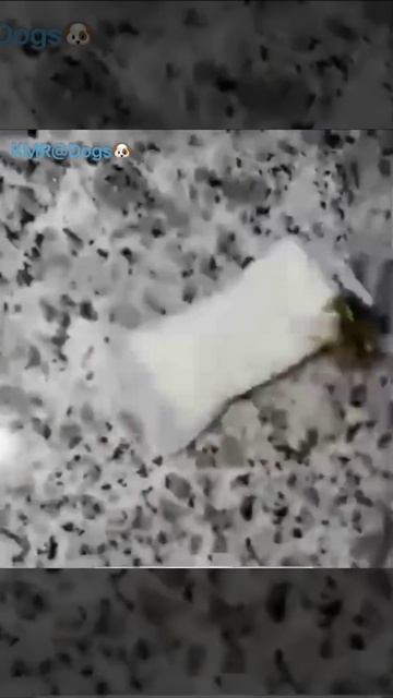 Головокружительная карусель🐝😄