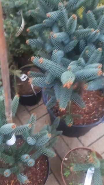 ❤🌲Пихта испанская Фастигиата
✔Продажа растений в телеграм канале:
https://t.me/love_is_hvoiny_dvor