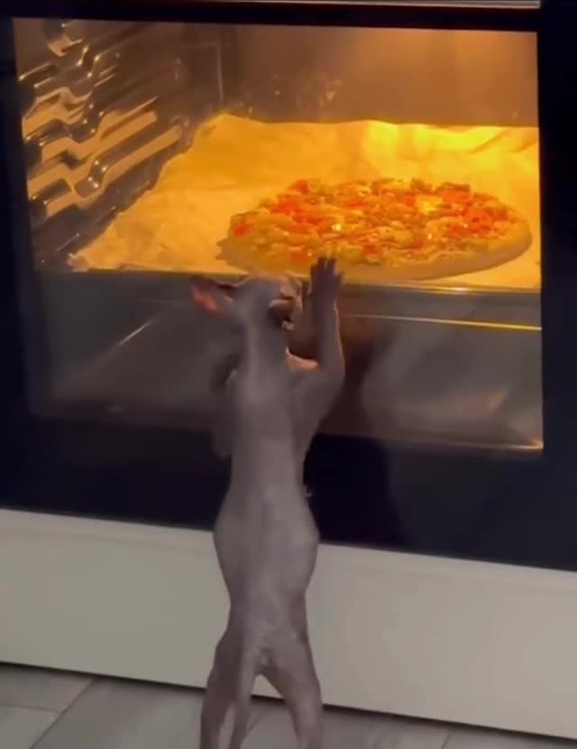 #Милые #видео #животные