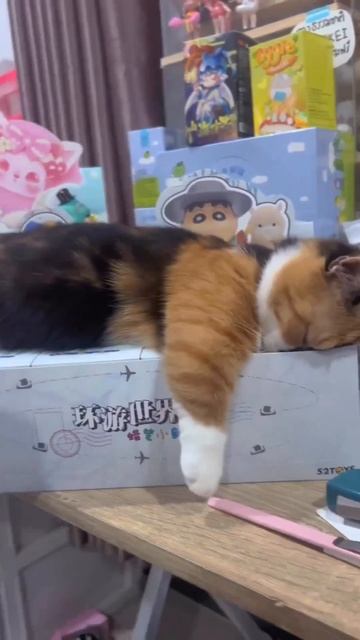 Котику хочется и поспать,и поиграть 😻😚😍😴🥰