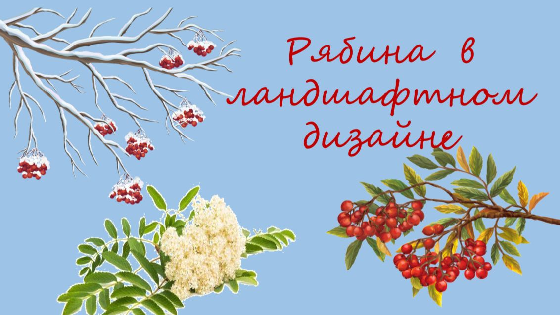 Рябина в ландшафтном дизайне