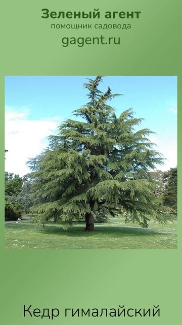 Кедр гималайский