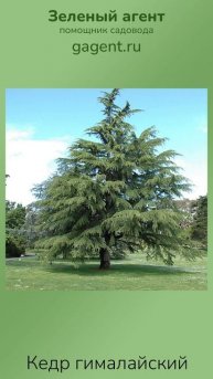 Кедр гималайский