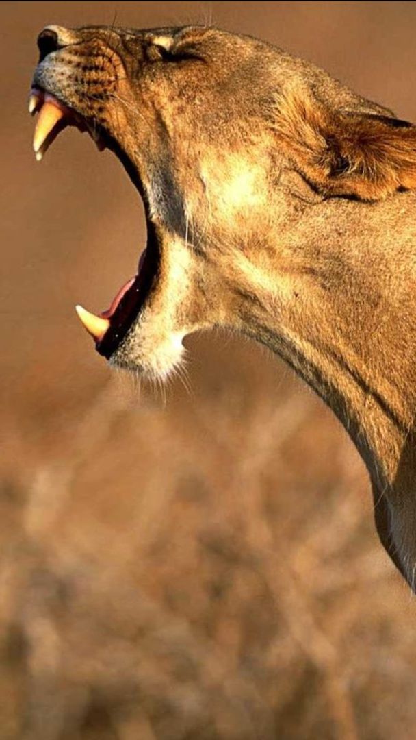 Удивительные животные #юмор #развлечения