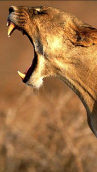 Удивительные животные #юмор #развлечения