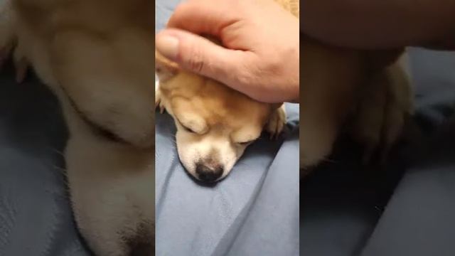 Оскар золотой