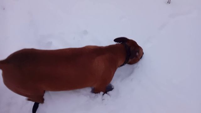 1000009264.mp4 Мышкуем