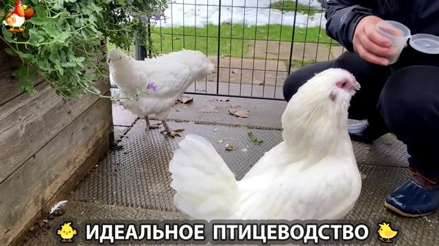 Идеальное птицеводство достойно восхищения 🐓🦆🦢🦚🦃🐔 эпизод (410)