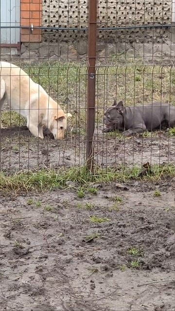 К нам приехал БУЛЛИ французский бульдог 🐕 возраст 1 год и 6 месяцев 🤗 🐕 ❤️