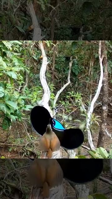 Красивый танец! 💫🦅