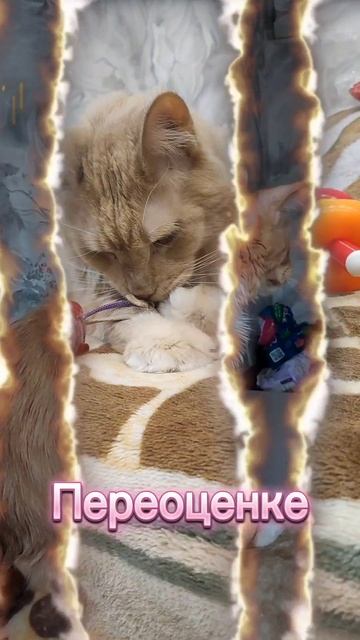 Умные люди #cat #котофейка #мейнкун #котики #веселыекоты #коты #видосыоткота #мейкун #кот #шутки