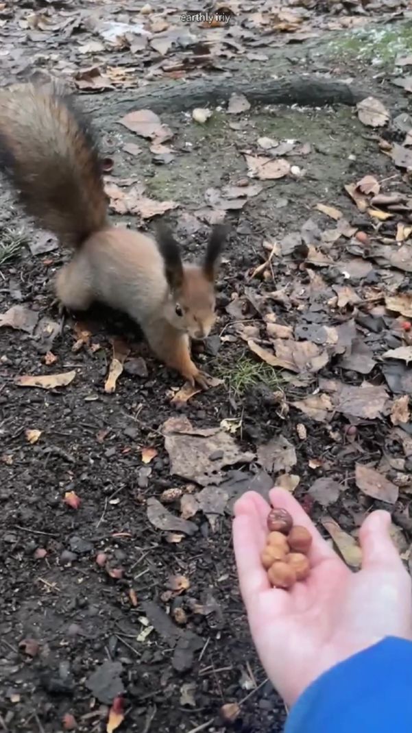 Беличья жадность #земнойирий #природа #парк #белочки #белки #животные