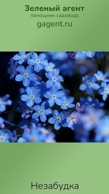 Незабудка