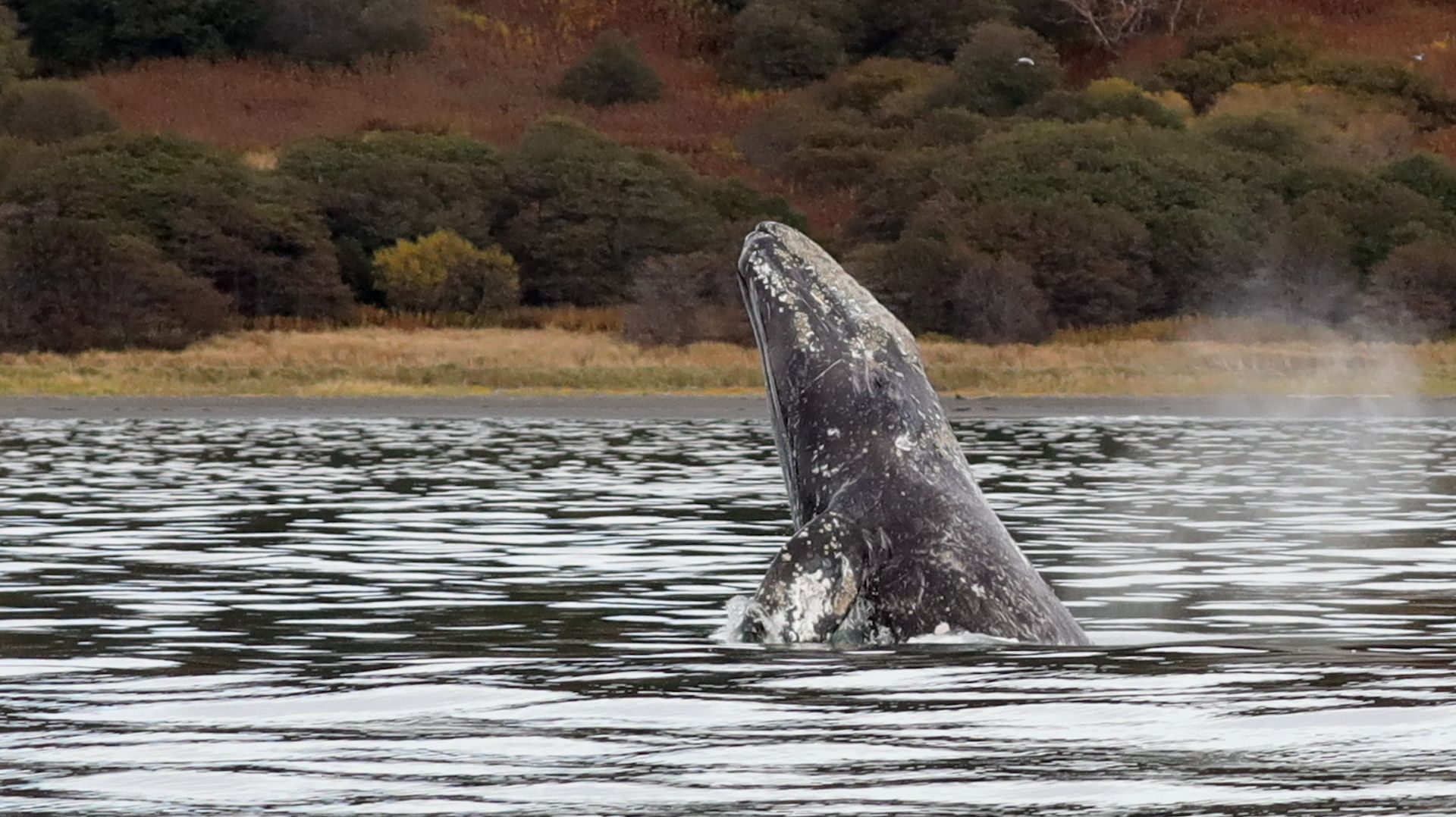 ЖИЗНЬ В ЗАЛИВЕ