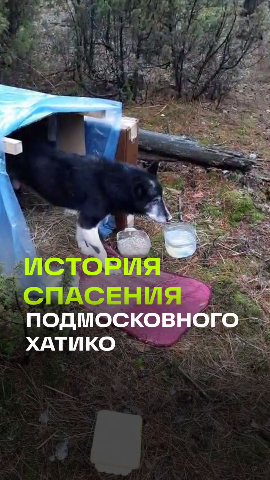 В Московской области выхаживают старого пса, которого бросили умирать в лесу