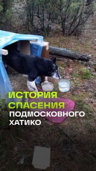 В Московской области выхаживают старого пса, которого бросили умирать в лесу
