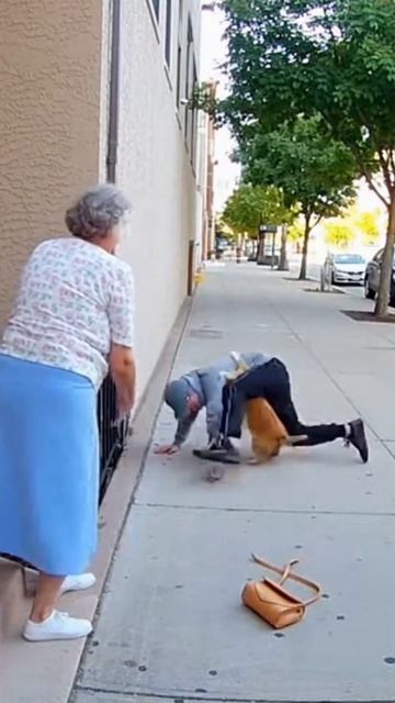 #shorts дикий кот