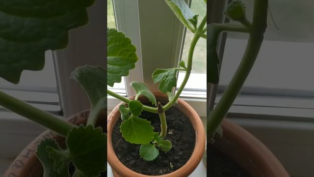 Архив 2024.✨15 апреля 2024 года.Первое цветение Бругмансии,выращенной из черенка✨