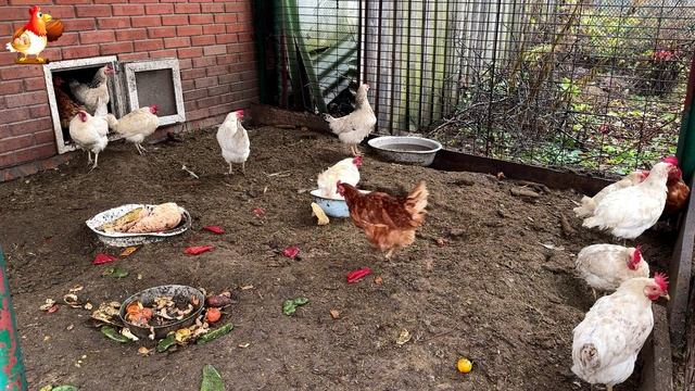 Куры осенью очень счастливы 🤗😂😜 (20)