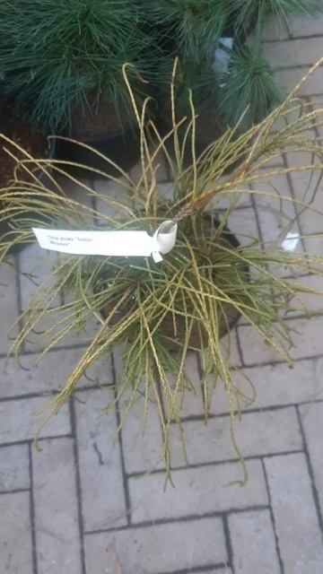 ❤🌲Туя складчатая Голден Випкорд
✔Продажа растений в телеграм канале: 
https://t.me/love_is_hvoiny_dv