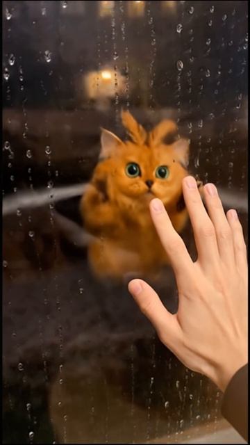 котик мотылек