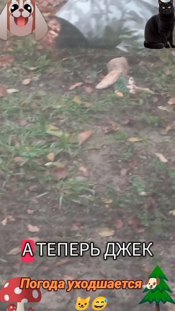 Погода ухудшается🐶 🐱😅