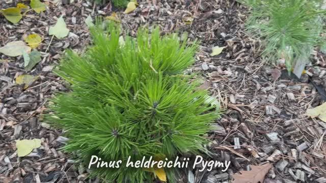 Pinus heldreichii Pygmy