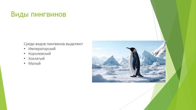 Презентация Microsoft PowerPoint короткина