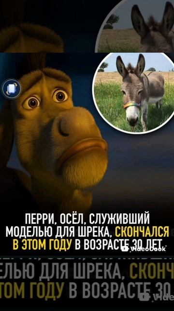 "Настоящий Осёл из мультфильма Шрек".