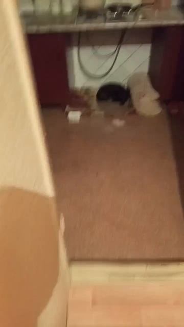 Кто сильно домашний,а кто- городской озорной гуляка