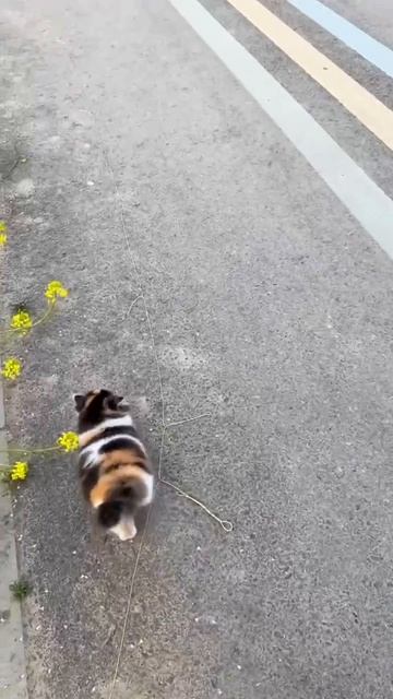 Милый котенок 🐈🥰😍😉😚