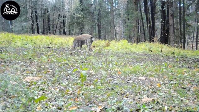 Животный мир