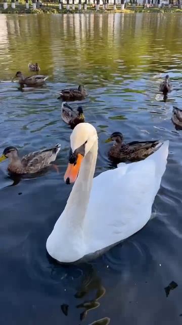 Лебеди в Дзержинском