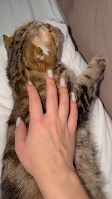 Мило спящая шотландская вислоухая кошечка 🐱