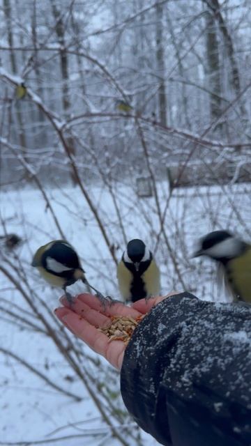 Синички ☺️