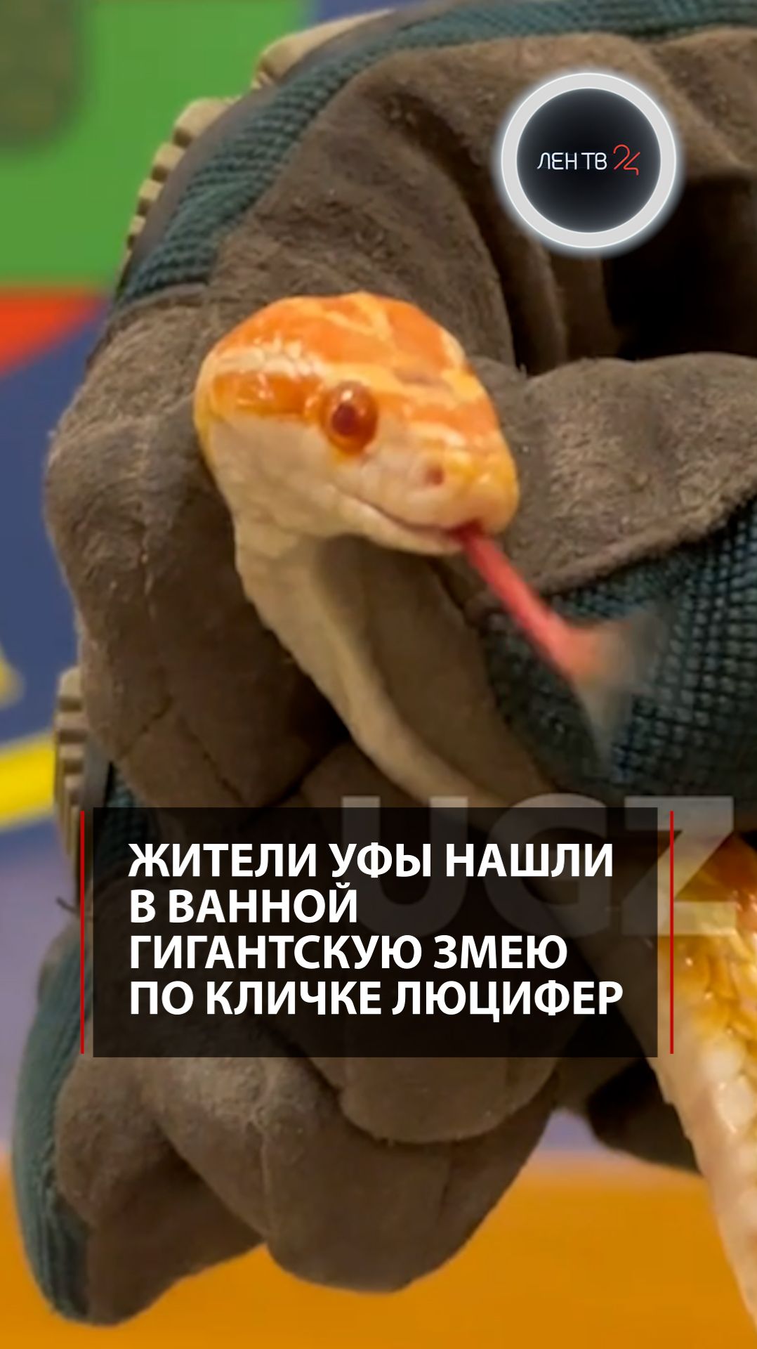 Ожившая фобия: жители Уфы нашли в ванной гигантскую змею